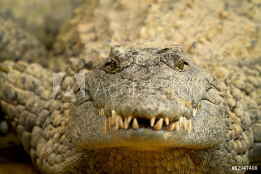 Bild på Head of crocodile in closeup